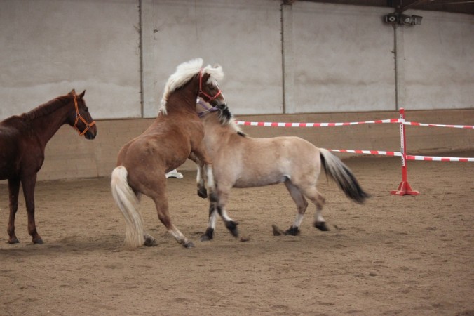 Das Pferd als Trainer